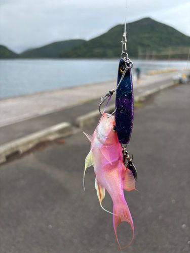 タイワンカマスの釣果