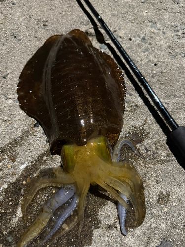 アオリイカの釣果