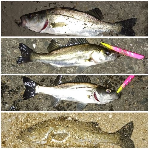 シーバスの釣果
