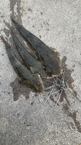 マゴチの釣果