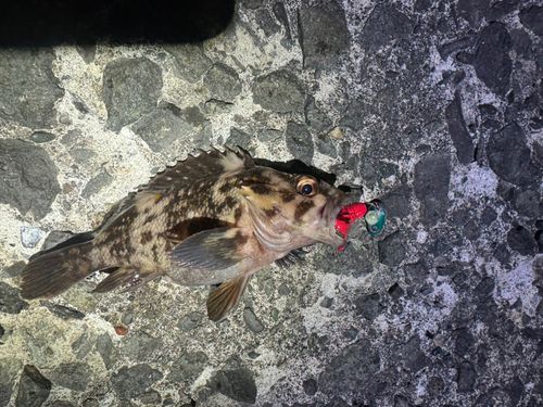 ハチガラの釣果