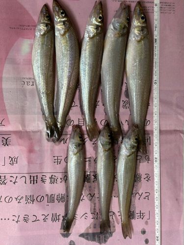 キスの釣果