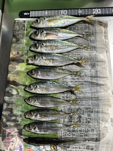 アジの釣果