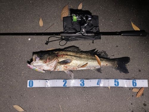 シーバスの釣果