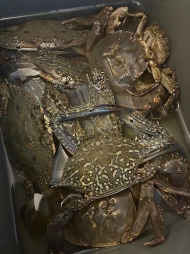 モクズガニの釣果