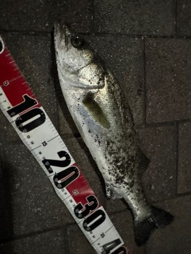 セイゴ（マルスズキ）の釣果