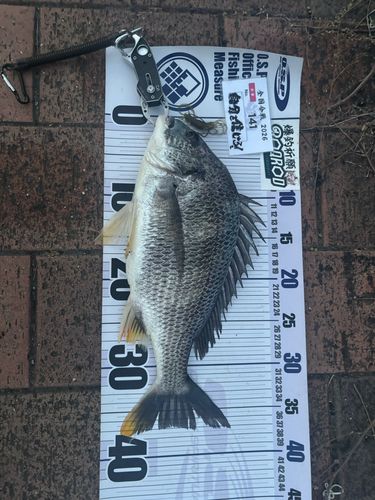 チヌの釣果