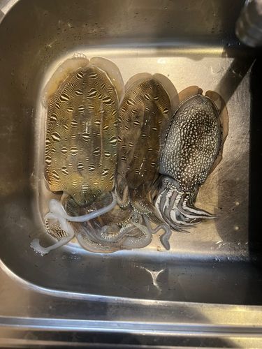 モンゴウイカの釣果