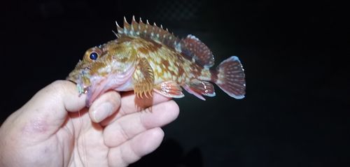 ガシラの釣果