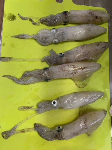 マメイカの釣果