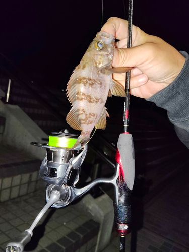 メバルの釣果