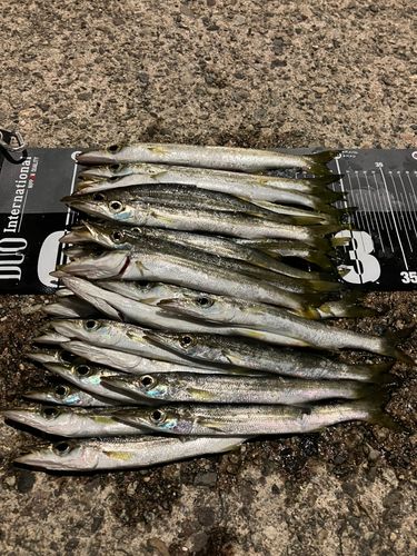 カマスの釣果
