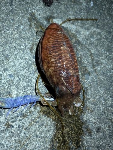 コウイカの釣果