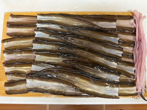 アナゴの釣果