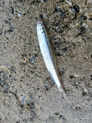 チカの釣果