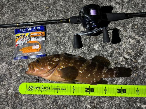 アコウの釣果