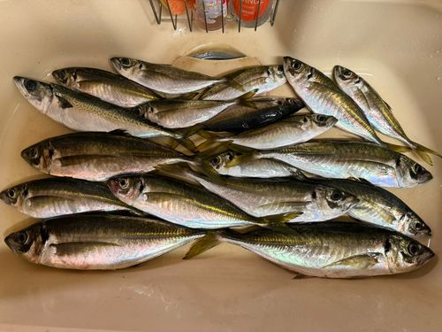 マアジの釣果