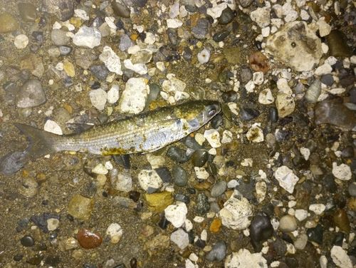 ボラの釣果