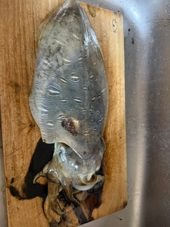 モンゴウイカの釣果