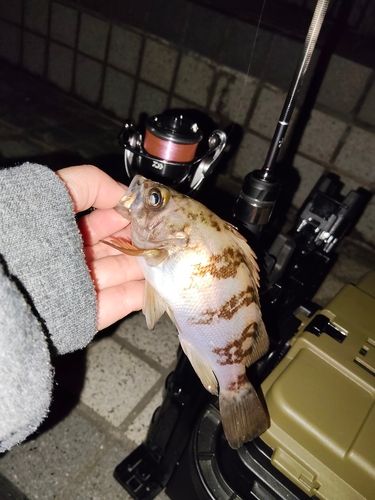 メバルの釣果