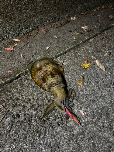 アオリイカの釣果