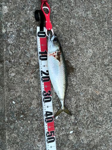サバの釣果