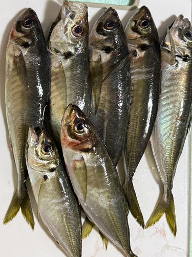 アジの釣果