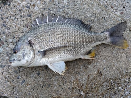 キチヌの釣果