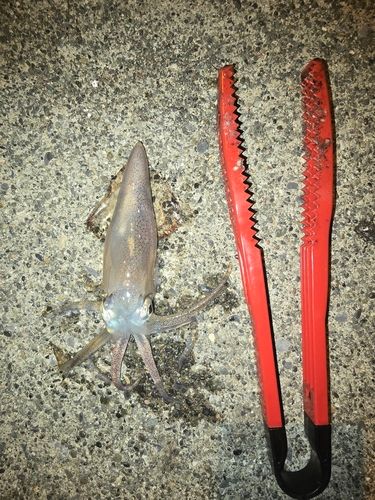 ヒイカの釣果