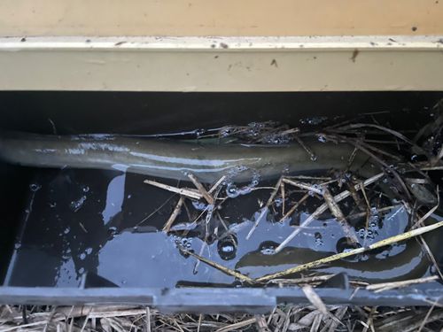 ウナギの釣果