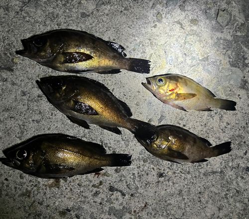 メバルの釣果