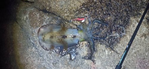 アオリイカの釣果