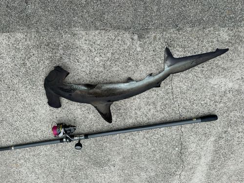 サメの釣果