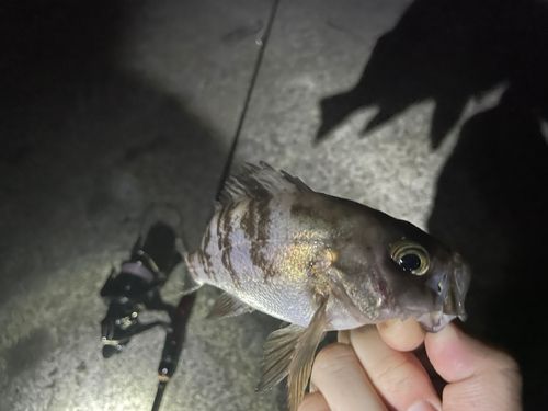 シロメバルの釣果