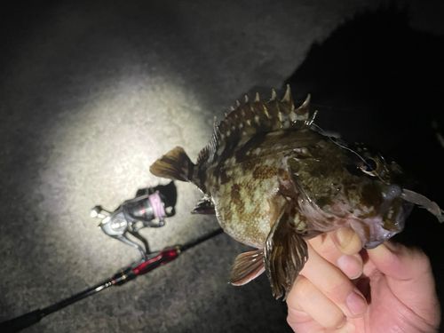 カサゴの釣果