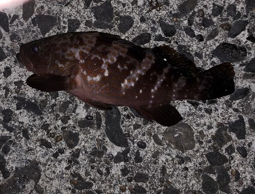 キジハタの釣果