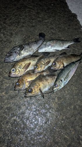 メバルの釣果