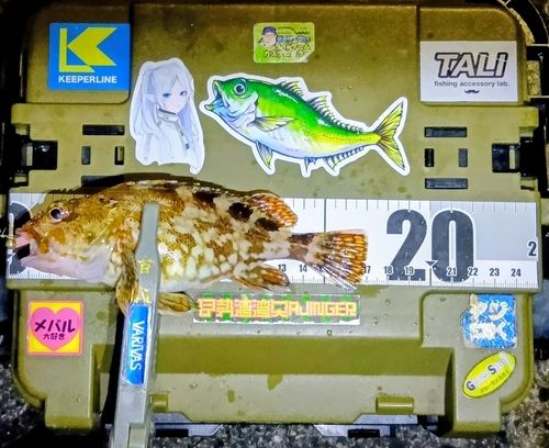 カサゴの釣果