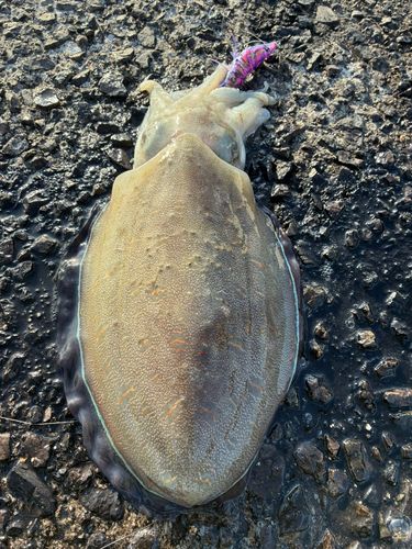 モンゴウイカの釣果
