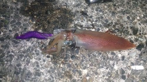 ケンサキイカの釣果