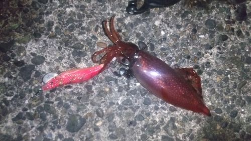 ケンサキイカの釣果