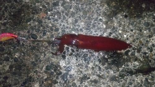 ケンサキイカの釣果