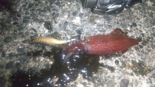 ケンサキイカの釣果