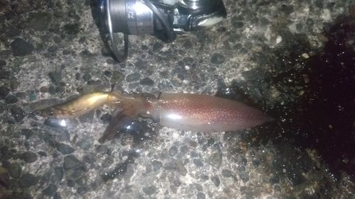 ケンサキイカの釣果
