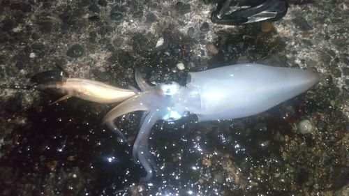 ケンサキイカの釣果