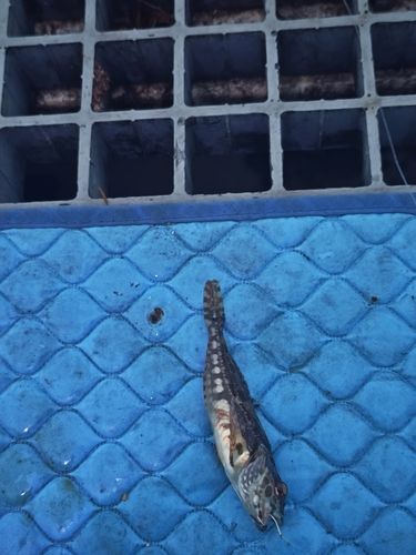 ハゼの釣果