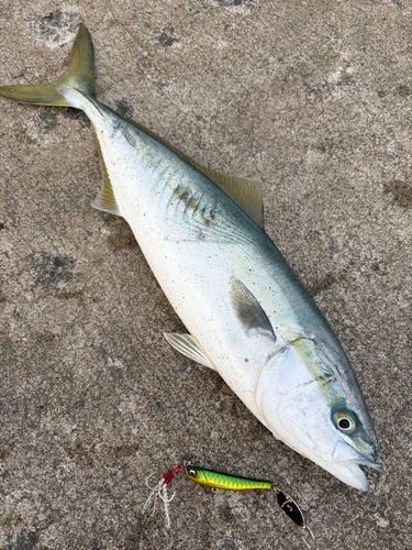 フクラギの釣果