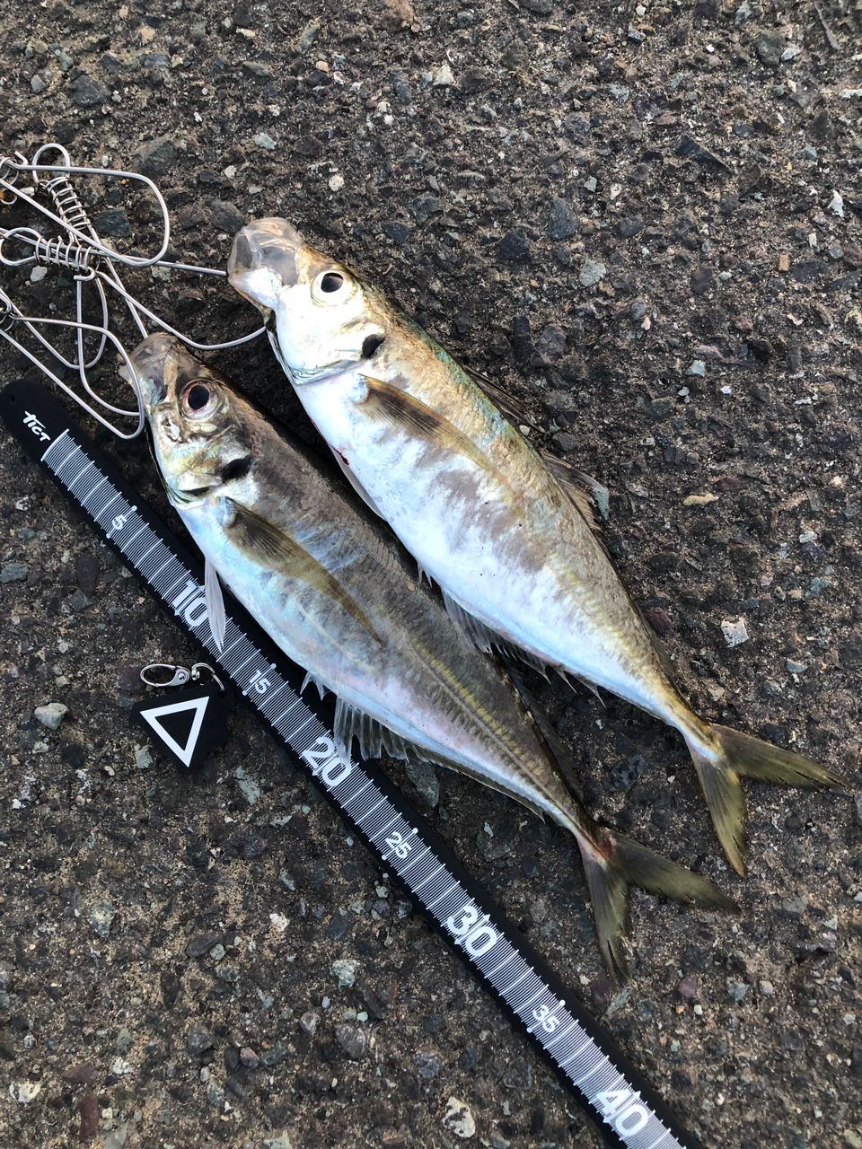 DAIWA 21カルディア FC LT2500Sの最安値・インプレ・釣果 | 本音の
