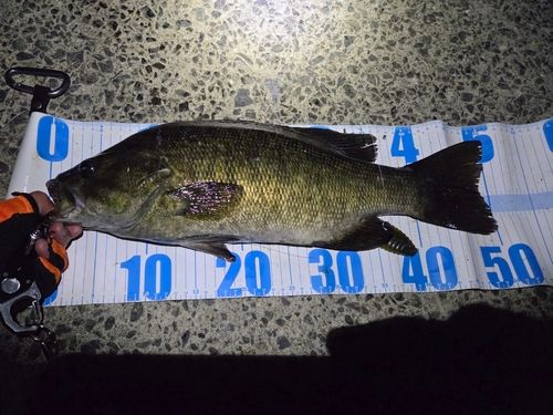 スモールマウスバスの釣果