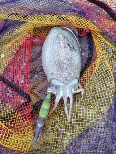シリヤケイカの釣果